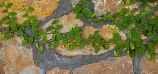 vines on a wall